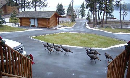 Somers Bay Log Cabin Lodging Hotel Exterior photo